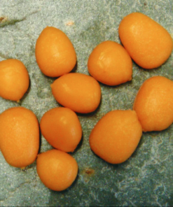 Enterprise Tackle Enterprise Pop-Up Maize Mixed Sizes - Artificial baits