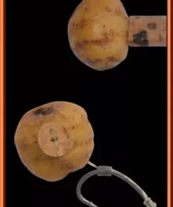 ESP Nut Drill 6mm - Drills -Carp Sales Store 1278428164 199 2