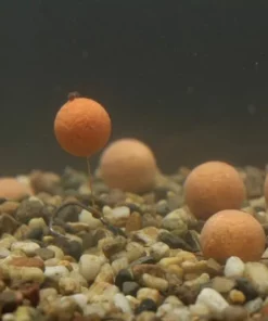 Mainline Balanced Wafters - -Carp Sales Store 1396552706 3