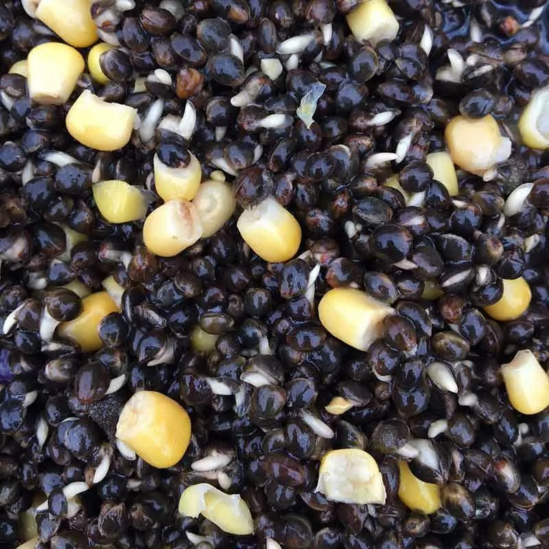 Bait Tech Bait-Tech Super Seed Hemp & Sweetcorn - Nuts & particles 2 Bait Tech Bait-Tech Super Seed Hemp & Sweetcorn - Nuts & particles - Image 2