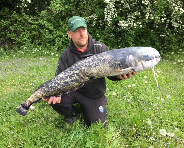 Gaby UK Gaby Giant Catfish Pillow - Pillows 2 Gaby UK Gaby Giant Catfish Pillow - Pillows - Image 2