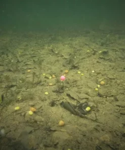 ESP Artificial Buoyant Boilies - Artificial baits -Carp Sales Store 52g4a23a636621633626926868