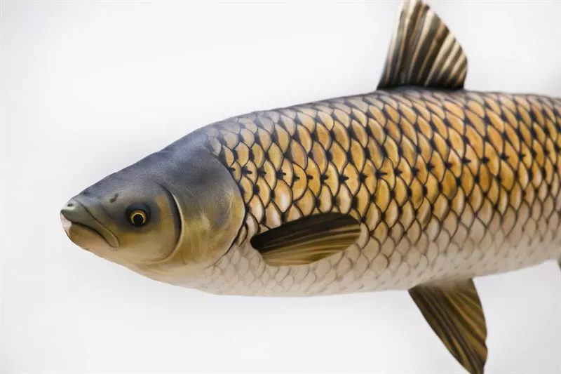 Gaby UK Gaby Grass Carp Pillow - Pillows 3 Gaby UK Gaby Grass Carp Pillow - Pillows - Image 3