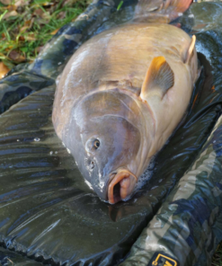 Prologic Avenger Foam Beanie Mat - Unhooking mats & cradles -Carp Sales Store hd5ay4sw637429385902227612