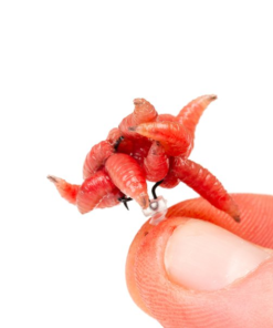 Nash Maggot Screws - Boilie stops & hair stops -Carp Sales Store iv10irhv637540885501601690