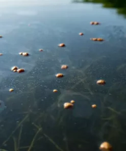 Skrettings Skettings Floating Expander Pellets - Surface baits -Carp Sales Store j5g5mc0l636983623478422650