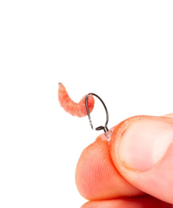 Nash Maggot Screws - Boilie stops & hair stops -Carp Sales Store ma11dmzy637540885501601690