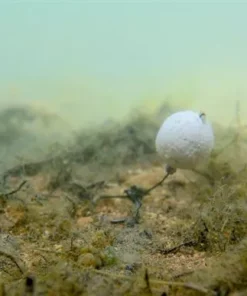 Mainline Balanced Wafters - -Carp Sales Store vnhq0yrr635604563448302443