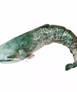 Gaby UK Gaby Giant Catfish Pillow - Pillows